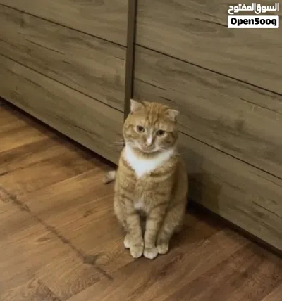 CAT FOR ADOPTION 3