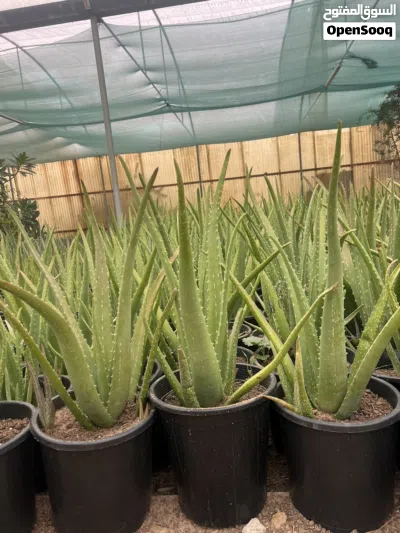 صبار ألوفيرا حجم وسط للبيع Aloe Vera Plant For Sale 3