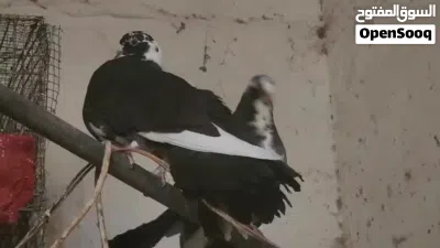 فانتيل زوج 3