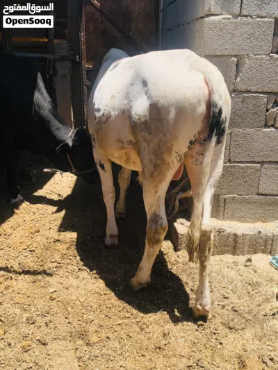 عجل سمين وحلو معلوف براسه سعره 2,500 مكاني بصره شط ألعرب الكباسي 3
