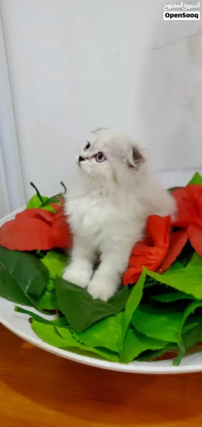 أنثى سكوتش ع هملايا فصيله حلوة ونادة 2