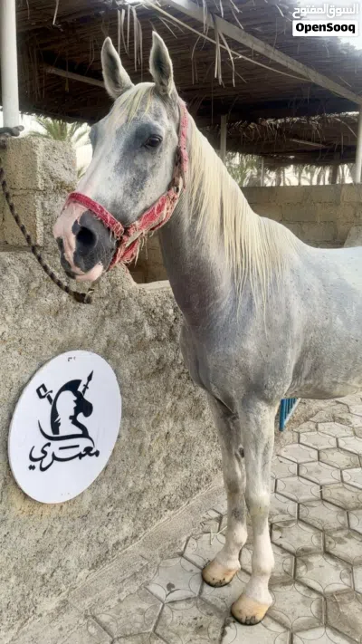 حصان للبيع 3