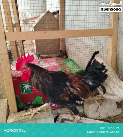 دجاج للبيع كتاكيت عرب وابو ركيبه وديج ماكنتوش وديج عرب الشراي يراسلني 3