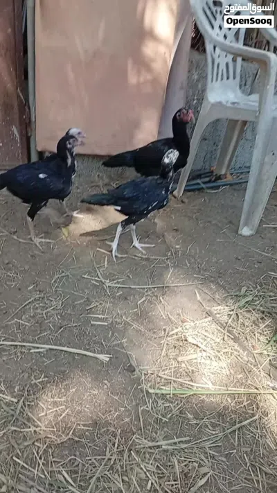 دجاجه مع اولادها بنجابي اصل 3