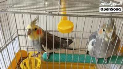 جوز كوكتيل اليف 3