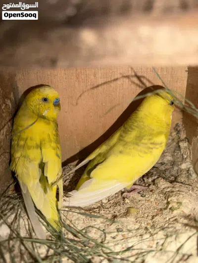 كوبيأ بقلينو اقرأ الوصف 4