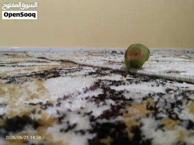 عصفور زينا النوع روز ربي يبارك مروض ترويض تام 2