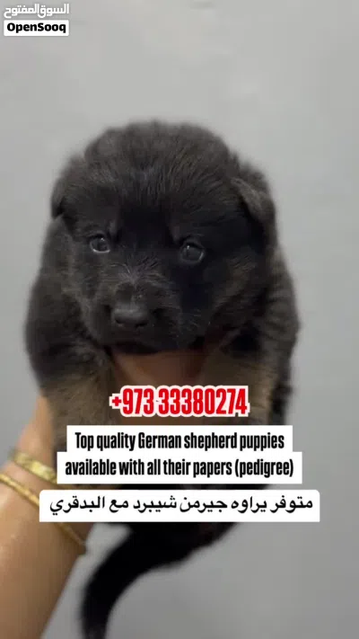 Top quality German shepherd puppies يراوه جيرمن شيبرد مستوى عالي 2