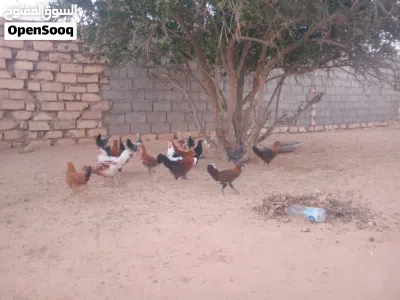 عتتيق دجاج ربي يبارك 3
