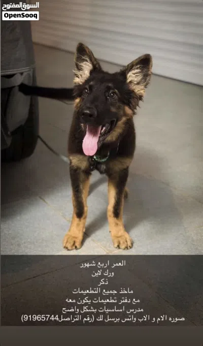 ورك لاين العمر أربع اشهر 2