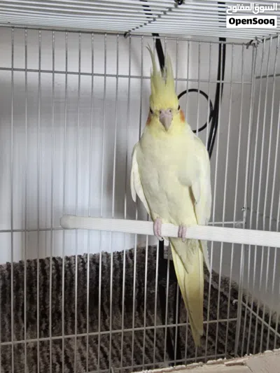 Beautiful white yellow cocatail bird available for sale with cage and food 2