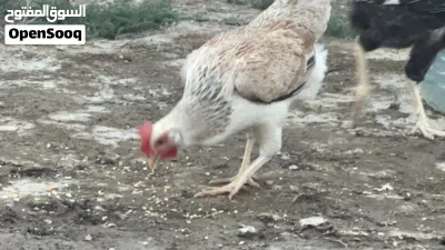 متاح بيض دجاج دندرواي خط اول 2