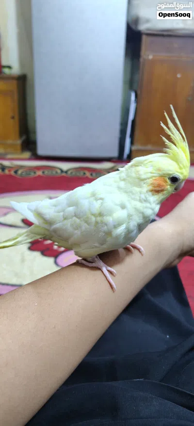 كوكتيل اليف للبيع 2