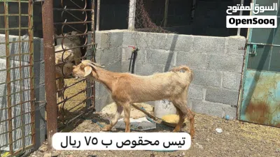 أغنام للبيع 2