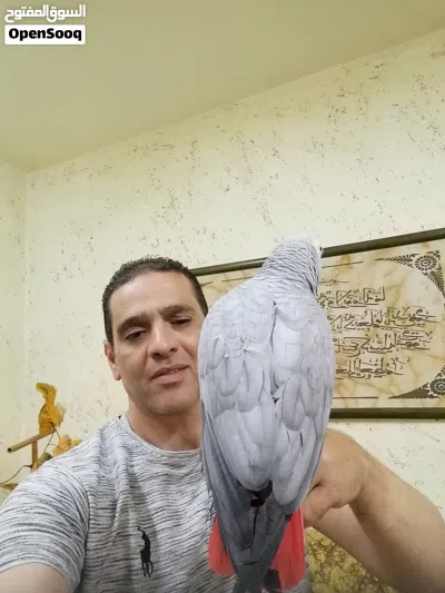 ببغاء كاسكو مزرعة حجل فضي متكلم بحدود 30كلمه 3
