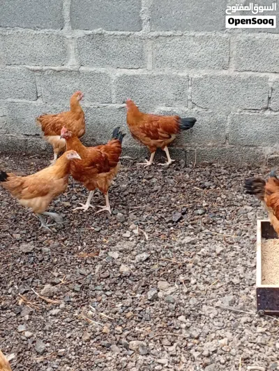 دجاج فرنسي الأحمر عمر 4 أشهر 4
