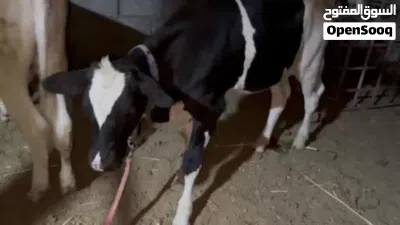 بجر استرالي نوعية حلوة ترهم مال جني ورباط عمرها 5 اشهر توها مفطومة ومبينه بل فيديو شكلها وضرعها 3