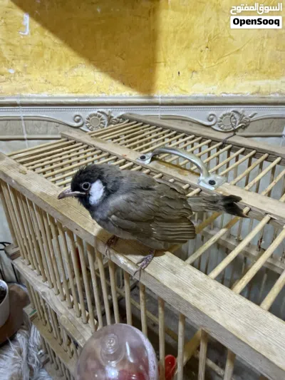بلبل أليف عمر شهر ونص مخلف جاي يصبغ راسه مال ابو الخصيب اقره الوصف 4