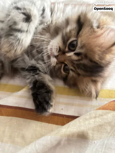 انثى من اب هملايا و ام سكوتش 3