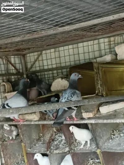 حمام زاجل ازرق السلالة الاصلية للبيع 4