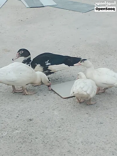 Muscovy duck 5pis 3