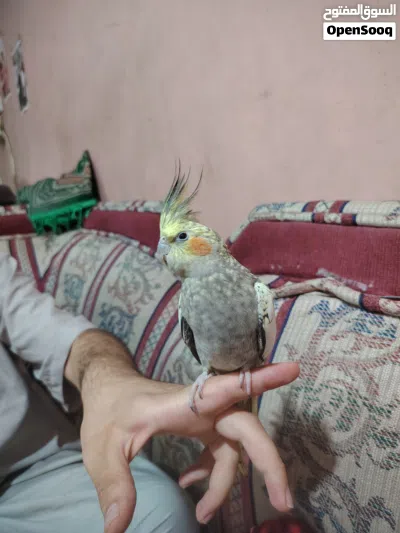 كوكتيل انثى جاهزة أليفة.. مراوس بذكر أليف 2