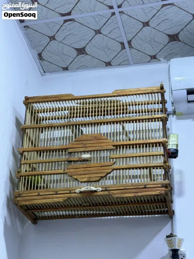 بلبل وحشي بصراوي 3