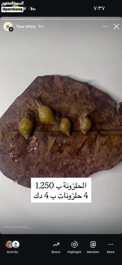 حلزون افريقي عملاق للبيع 3
