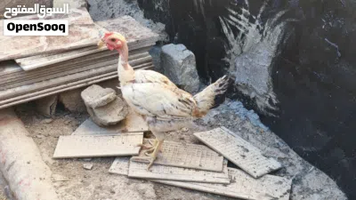 للبيع دجاج عرب 3