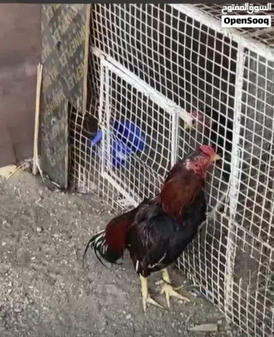 ديك باكستاني شوف الوصف 3