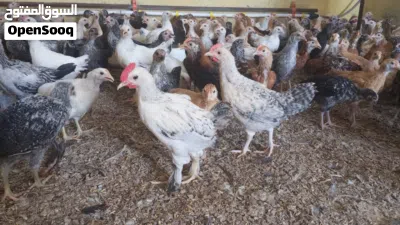 دجاج هجين فرنسي عماني 12 حبه ع عشره ريال فقط 2