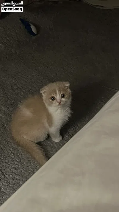 سكوتش فولد للبيع 2