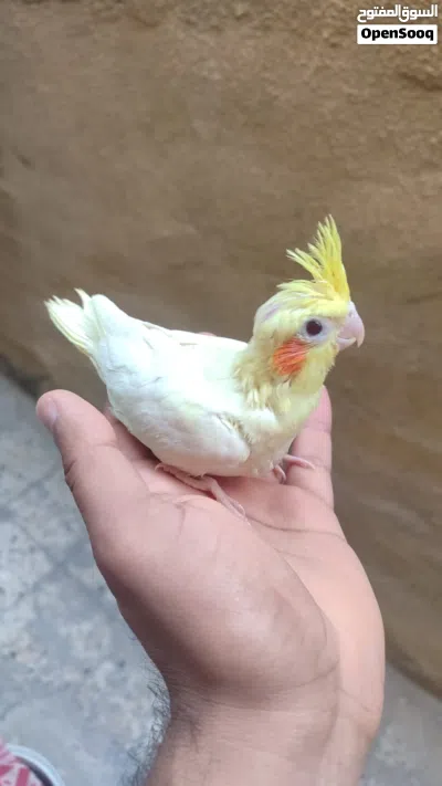 كوكتيل شكري اعيون حمر نقي بده ايلكط الوصف 2