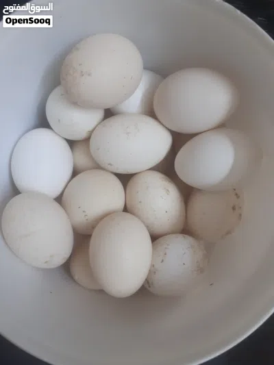 السلام عليكم ورحمة الله وبركاته طبق بيض بلدي للاكل غير مخصب بفضل الله من الإنتاج ....بصلاه ع النبي 2