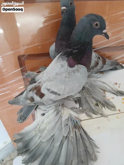 انتاج اسباني خوت العش 2