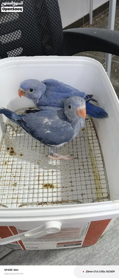 فراخ دره فايلت نيلي 3