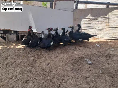 بط للبيع حاجه نظيفة اللهم بارك مصراتة 4