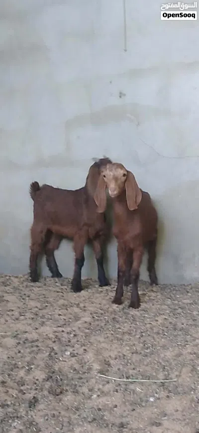 2 جديان للبيع 3