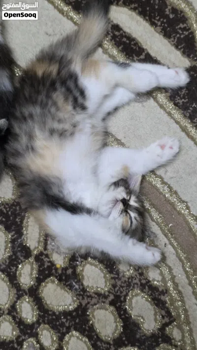 قطط شيرازى انثى للبيع 3