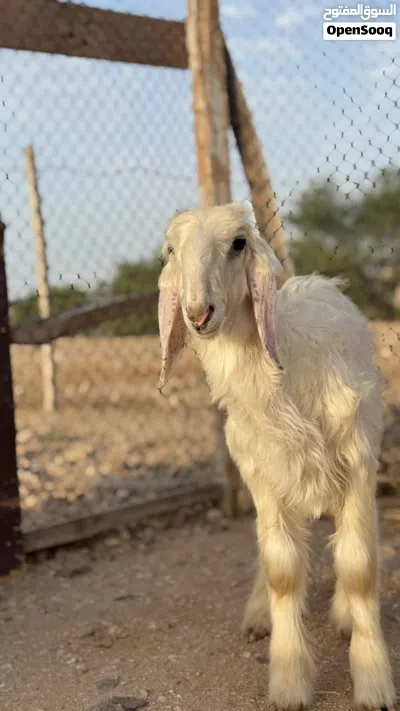 كبش نجدي اصل مشروع فحل 2