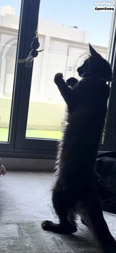 black smooke maine coon cat 3