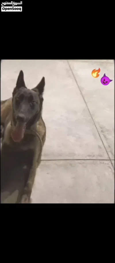 انتايه ملينوا العمر سنه 3شهور 2