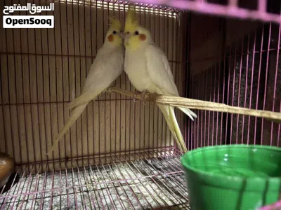 للبيع 4 فرد كوكتيل 2