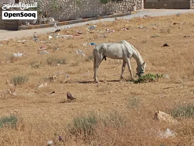 حصان للبيع بسعر جدا مناسب 2