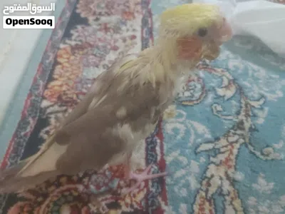 للبيع فرخ كوكتيل او بدل بأي شي 3