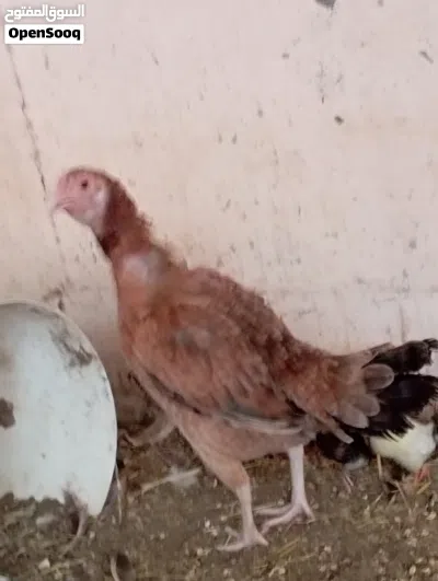 للبيع دجاج باكستاني 2