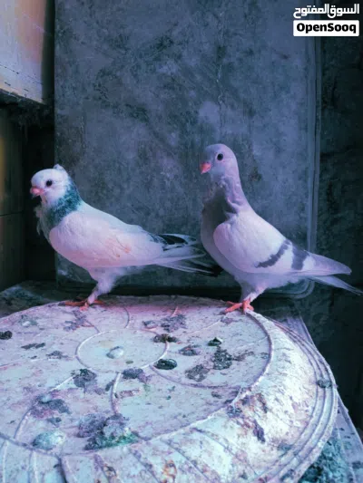 متاااح جوزين فراخ صحة ونظافة 3