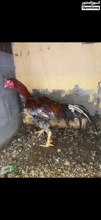 البيع دياكه بكستانيات واحد ميوالي وثنين بنجابي الي يله رغبه يتفضل 3