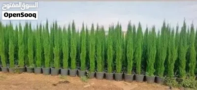 يوجد لدينا جميع انواع اشجار الزينه الحرجيه 2