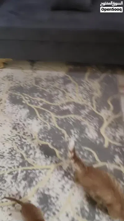 للبيع قطتين شيرازيه 2